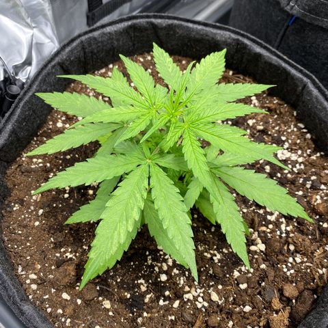 Titan F1 Automatic growlog timeline photo