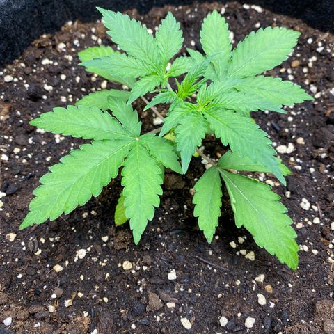 Cosmos F1 Automatic growlog timeline photo