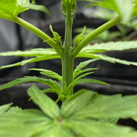 Titan F1 Automatic growlog timeline photo