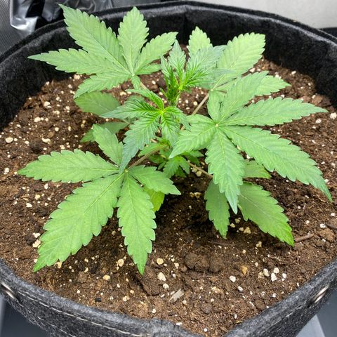 Cosmos F1 Automatic growlog timeline photo