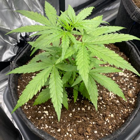 Titan F1 Automatic growlog timeline photo