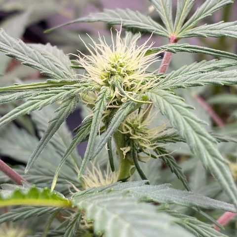 Green Gelato Automatic growlog timeline photo