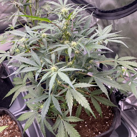 Green Gelato Automatic growlog timeline photo