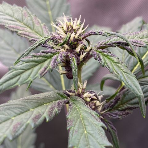 Purplematic CBD Automatic growlog timeline photo
