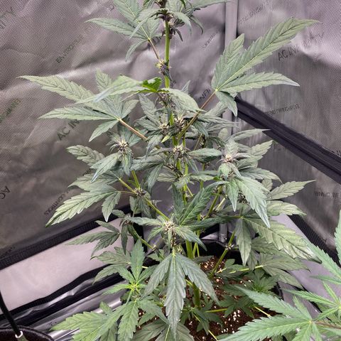 Purplematic CBD Automatic growlog timeline photo