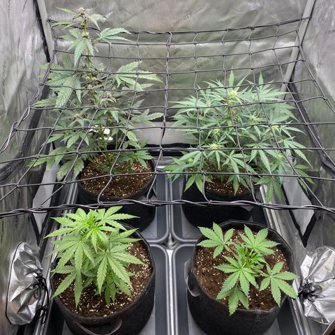 Green Gelato Automatic growlog timeline photo