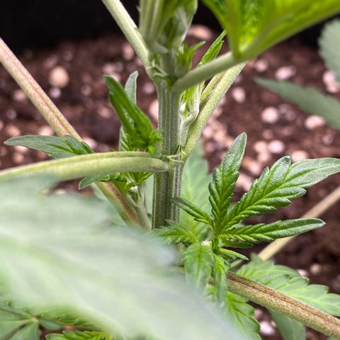 Cosmos F1 Automatic growlog timeline photo