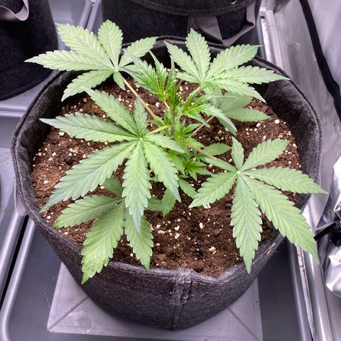 Cosmos F1 Automatic growlog timeline photo