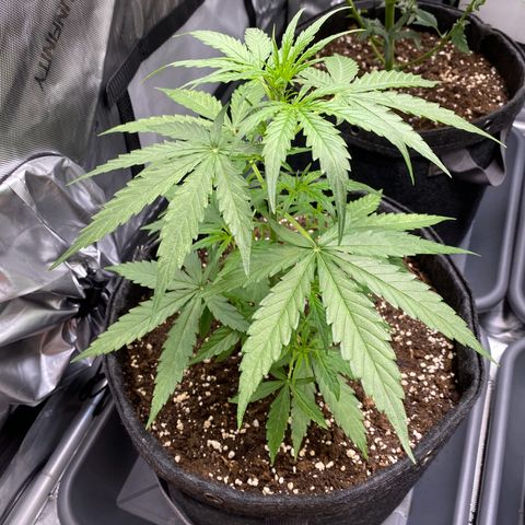 Titan F1 Automatic growlog timeline photo