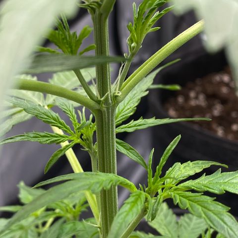 Titan F1 Automatic growlog timeline photo
