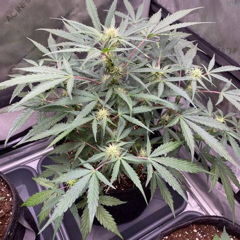 Green Gelato Automatic growlog timeline photo