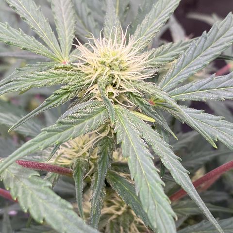 Green Gelato Automatic growlog timeline photo