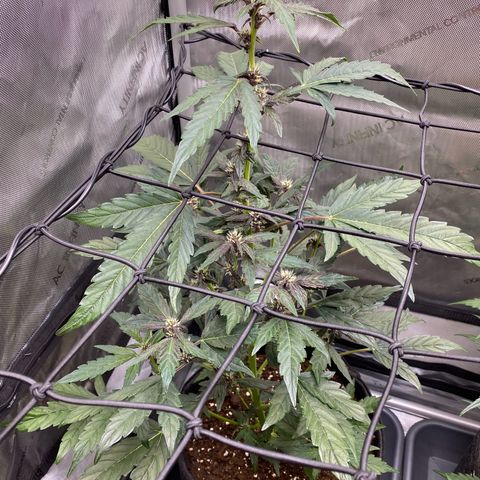 Purplematic CBD Automatic growlog timeline photo