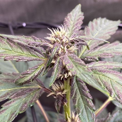 Purplematic CBD Automatic growlog timeline photo
