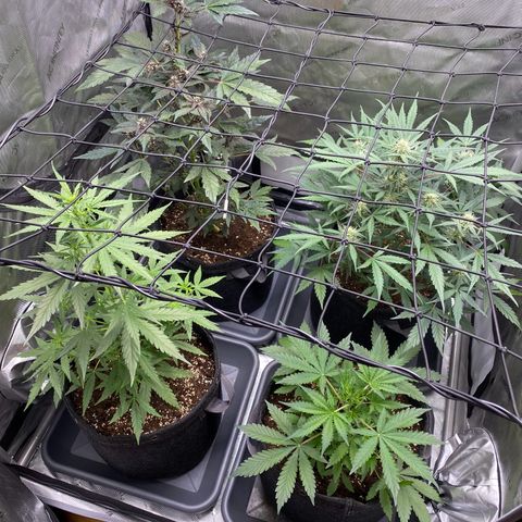 Green Gelato Automatic growlog timeline photo