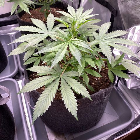 Cosmos F1 Automatic growlog timeline photo