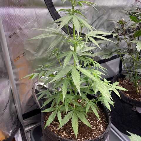 Titan F1 Automatic growlog timeline photo
