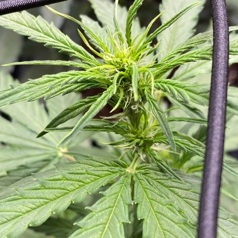 Titan F1 Automatic growlog timeline photo