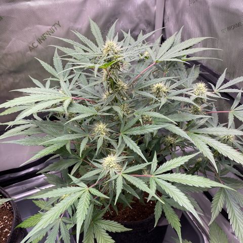 Green Gelato Automatic growlog timeline photo
