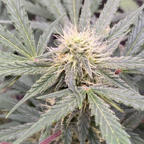 Green Gelato Automatic growlog timeline photo