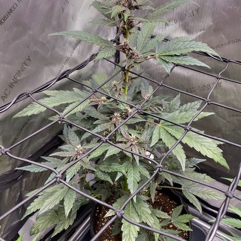 Purplematic CBD Automatic growlog timeline photo