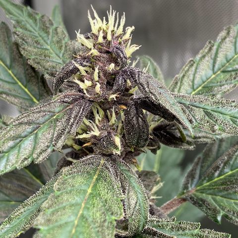 Purplematic CBD Automatic growlog timeline photo