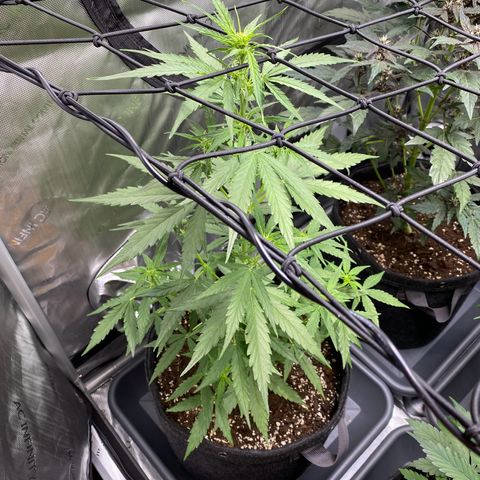 Titan F1 Automatic growlog timeline photo