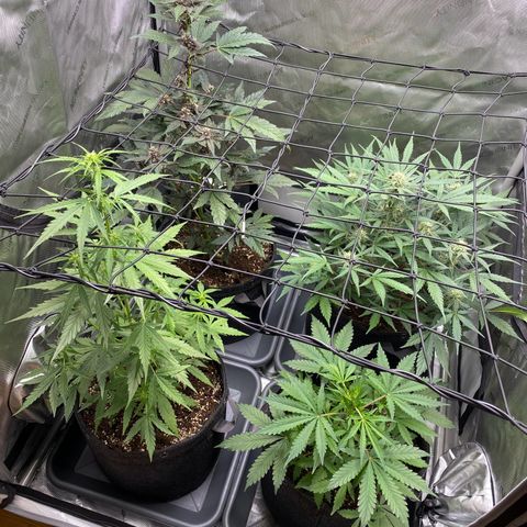 Green Gelato Automatic growlog timeline photo