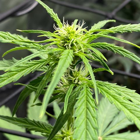 Titan F1 Automatic growlog timeline photo