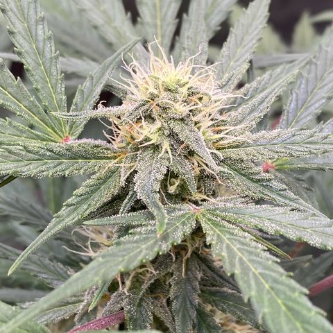 Green Gelato Automatic growlog timeline photo