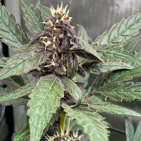 Purplematic CBD Automatic growlog timeline photo
