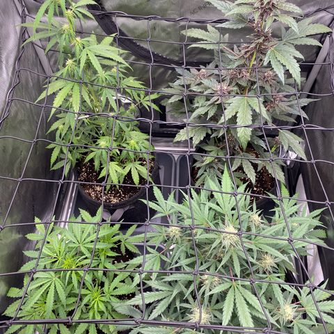 Green Gelato Automatic growlog timeline photo