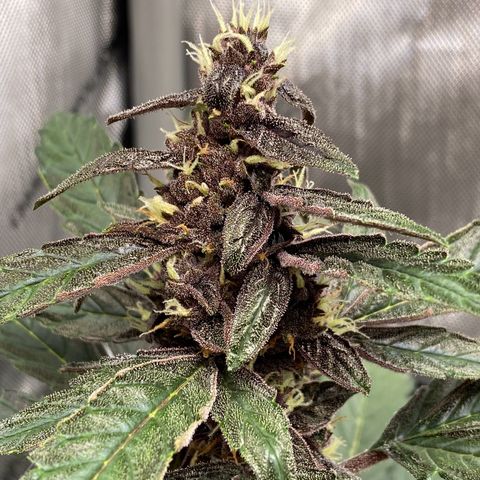 Purplematic CBD Automatic growlog timeline photo