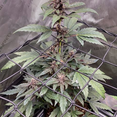 Purplematic CBD Automatic growlog timeline photo