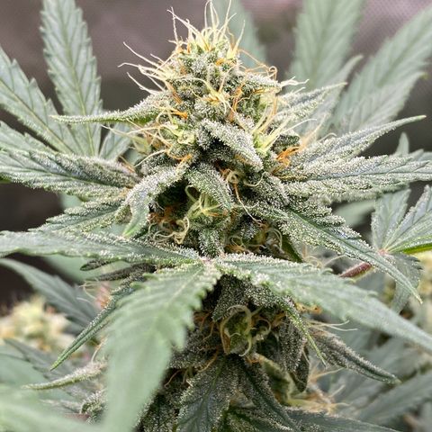 Green Gelato Automatic growlog timeline photo