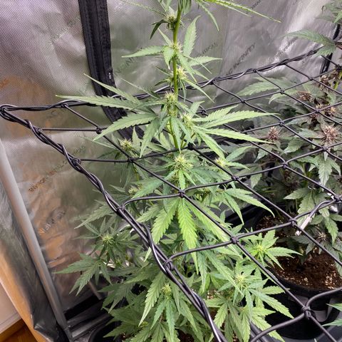 Titan F1 Automatic growlog timeline photo