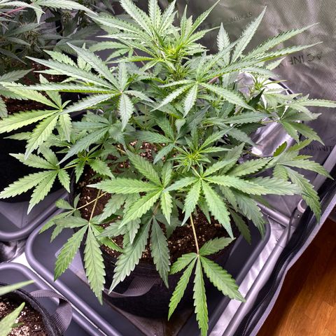 Cosmos F1 Automatic growlog timeline photo