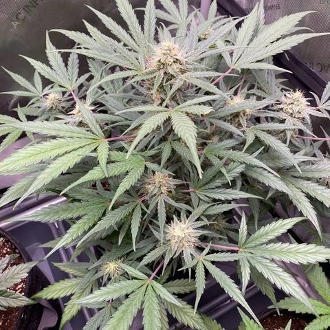 Green Gelato Automatic growlog timeline photo