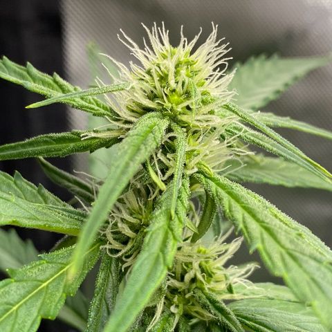 Titan F1 Automatic growlog timeline photo