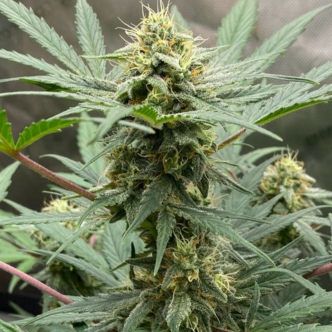 Green Gelato Automatic growlog timeline photo