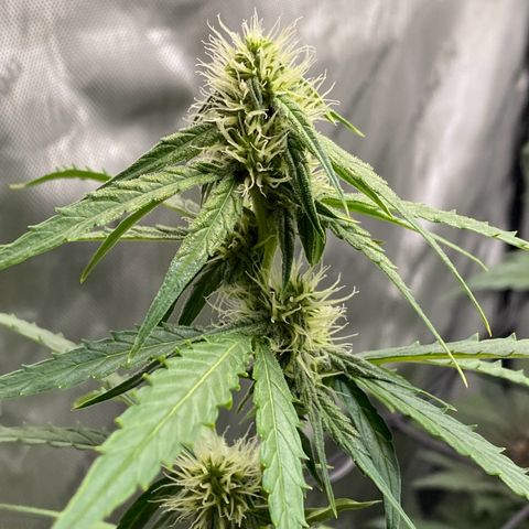 Titan F1 Automatic growlog timeline photo