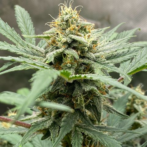 Green Gelato Automatic growlog timeline photo