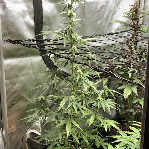Titan F1 Automatic growlog timeline photo