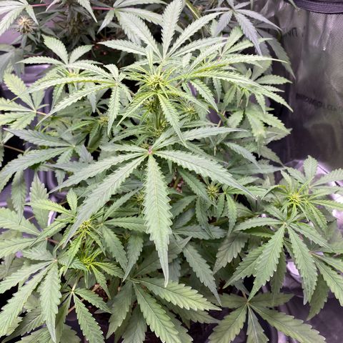 Cosmos F1 Automatic growlog timeline photo