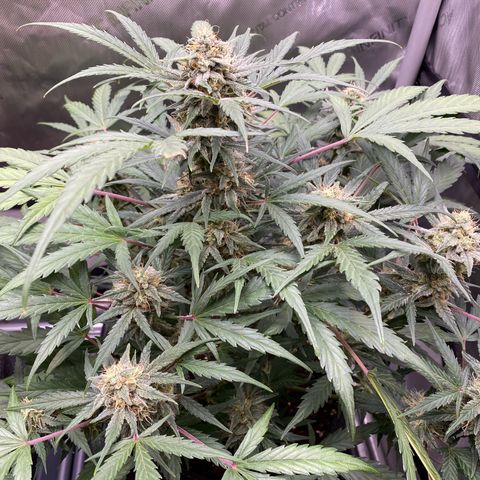 Green Gelato Automatic growlog timeline photo