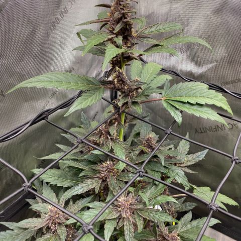 Purplematic CBD Automatic growlog timeline photo
