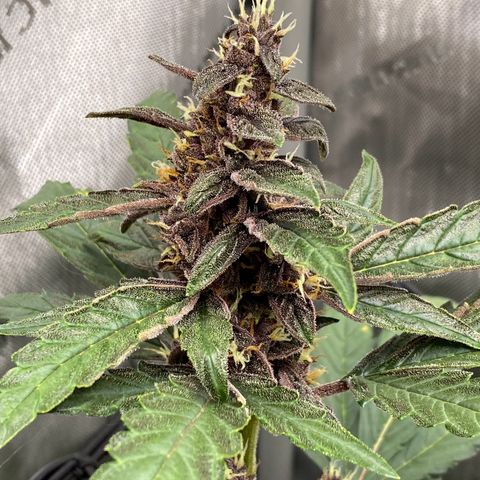 Purplematic CBD Automatic growlog timeline photo