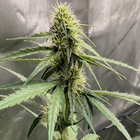 Titan F1 Automatic growlog timeline photo