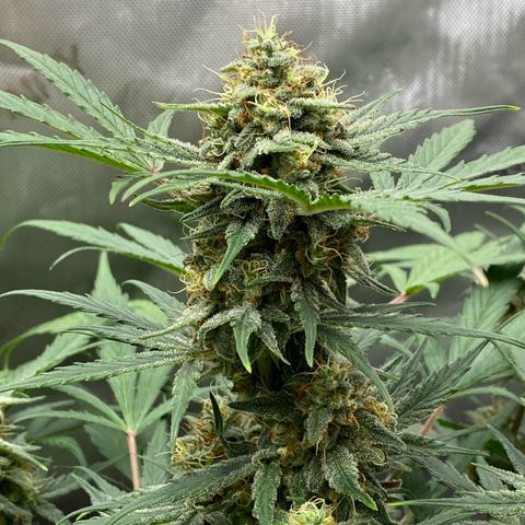 Green Gelato Automatic growlog timeline photo