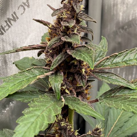 Purplematic CBD Automatic growlog timeline photo